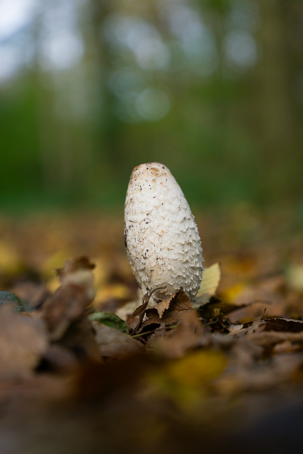 a small white mushroom sitting on top of leaves