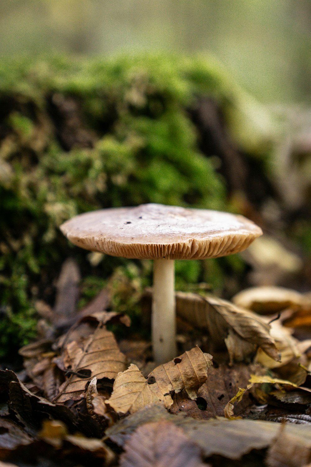 a mushroom sitting on the ground in a forest