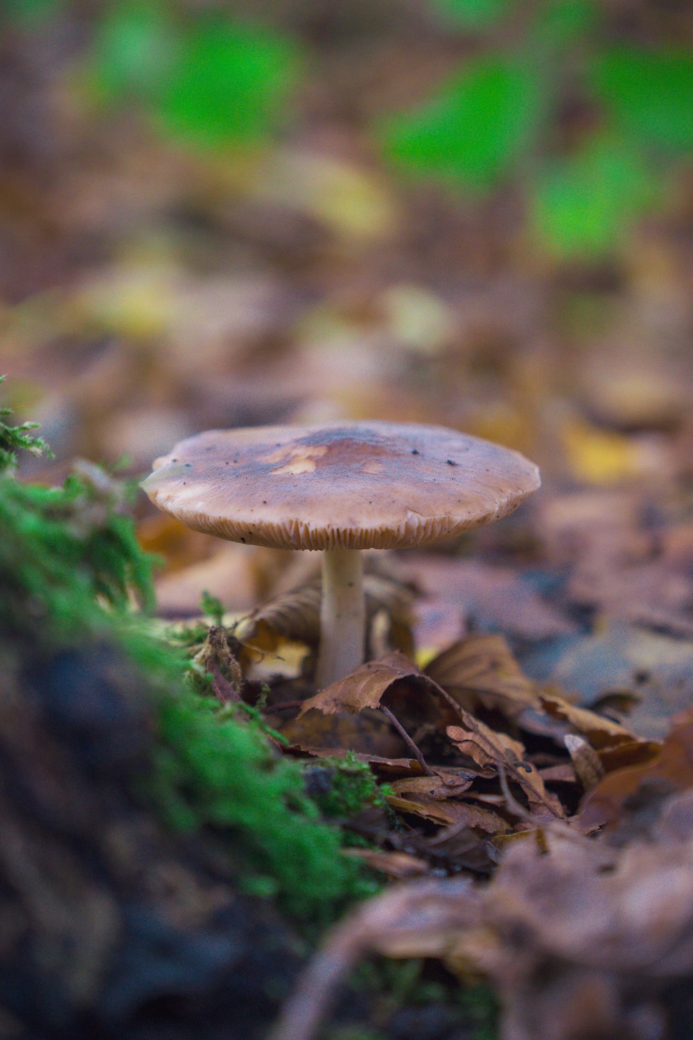 a mushroom sitting on the ground in a forest