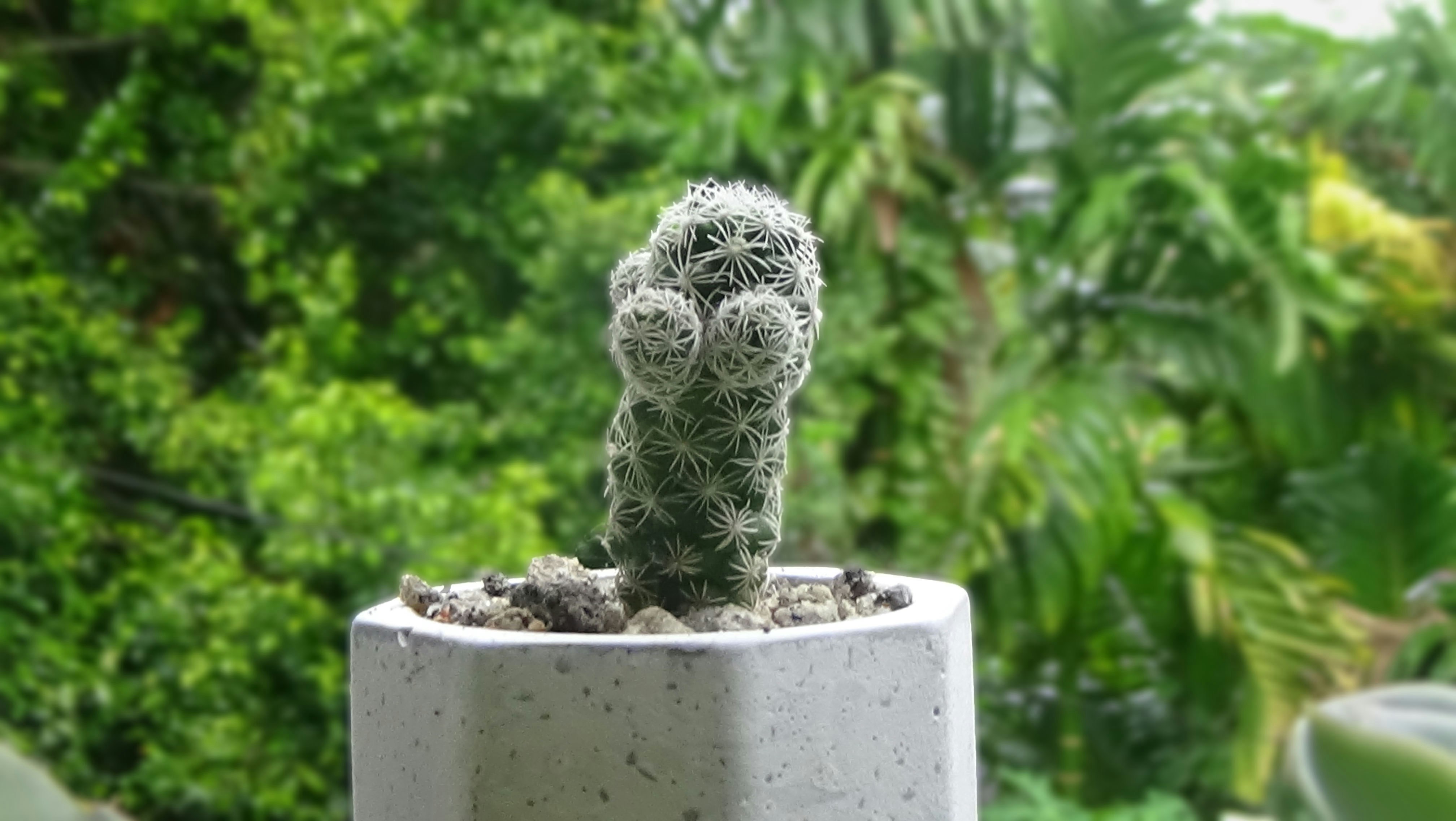 a small cactus in a white pot on a table