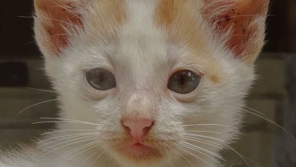 a close up of a white kitten with blue eyes