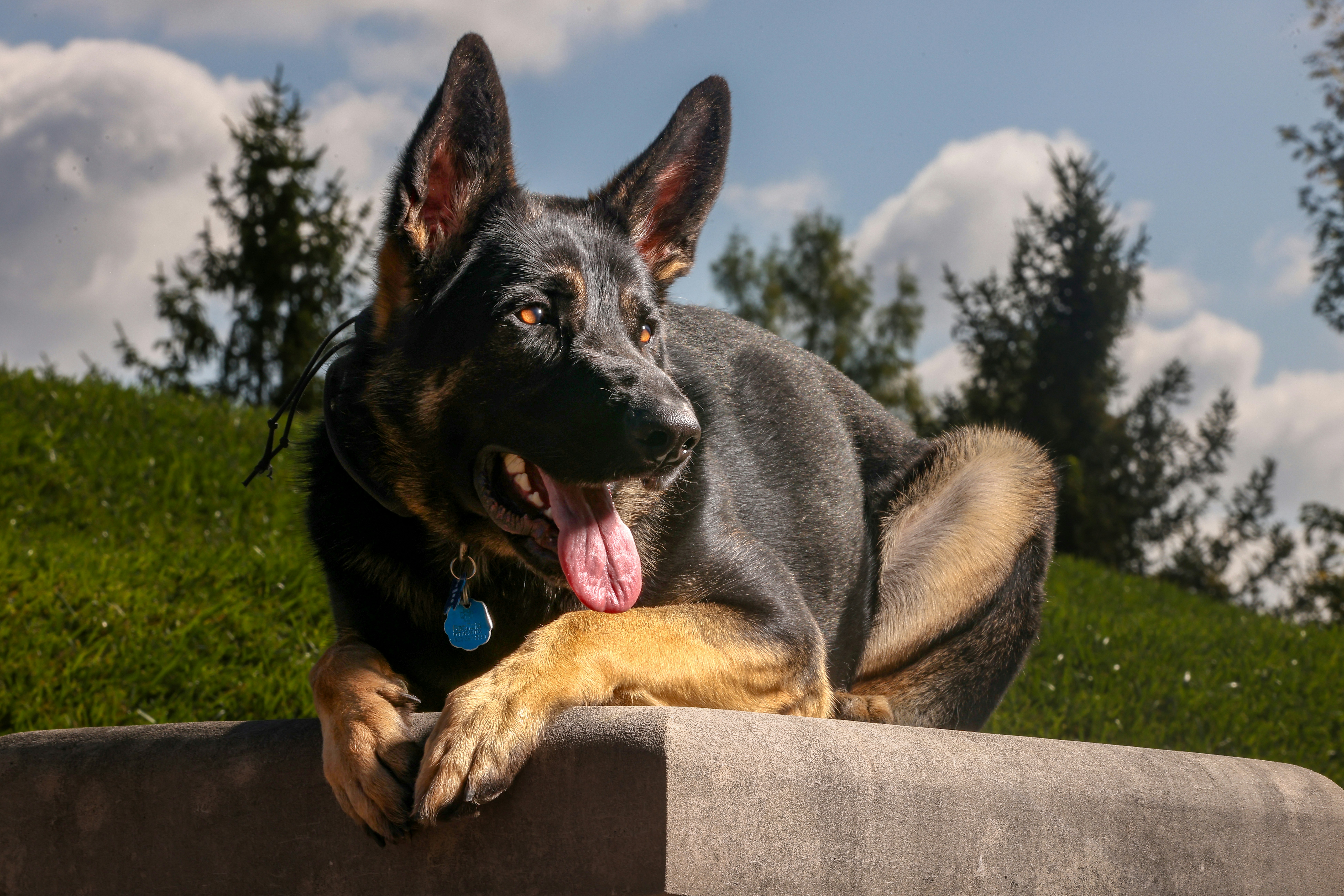 a black and brown dog laying on top of a stone wall