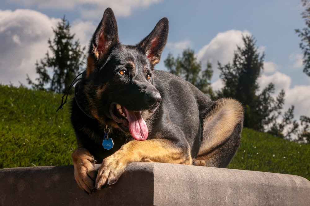 a black and brown dog laying on top of a stone wall