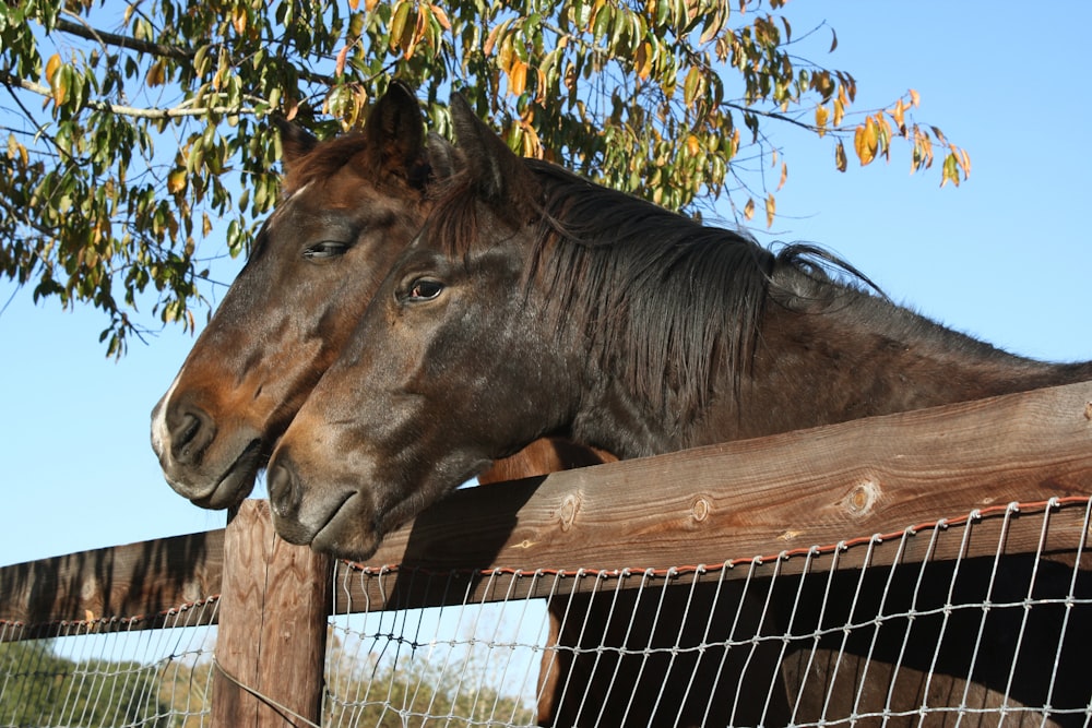 un cheval brun debout à côté d’une clôture en bois