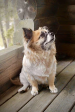 A small dog wearing a colorful handmade shirt sitting happily on a sunny porch.