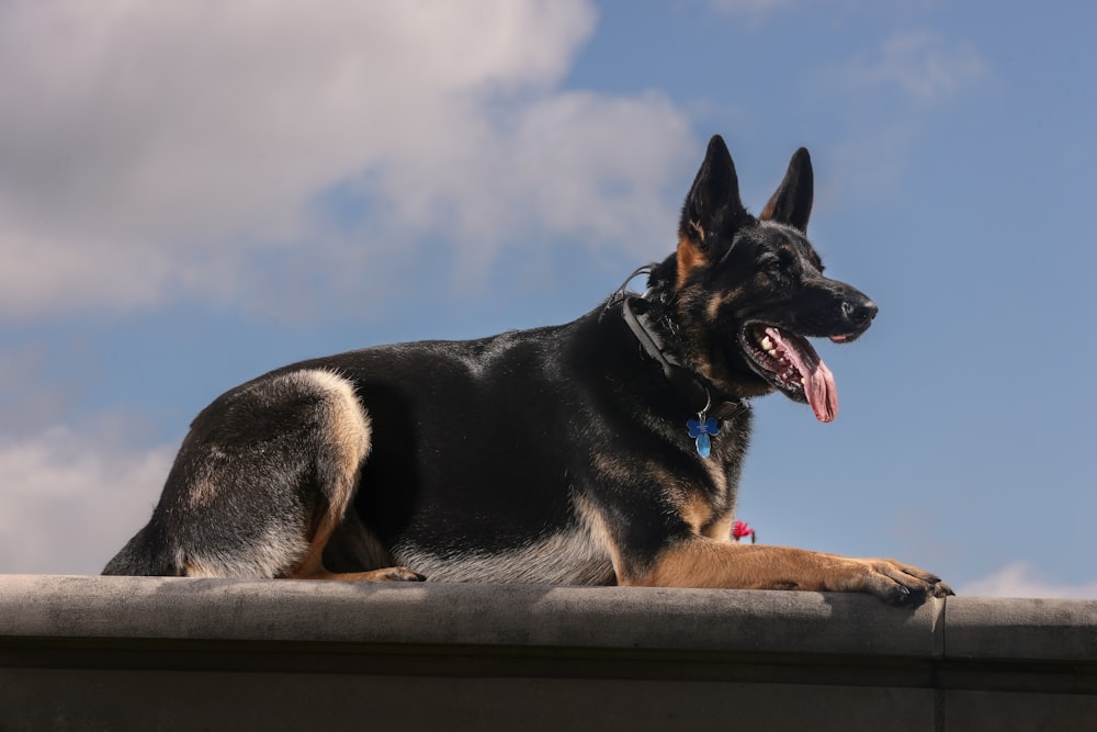 a large black and brown dog laying on top of a cement wall