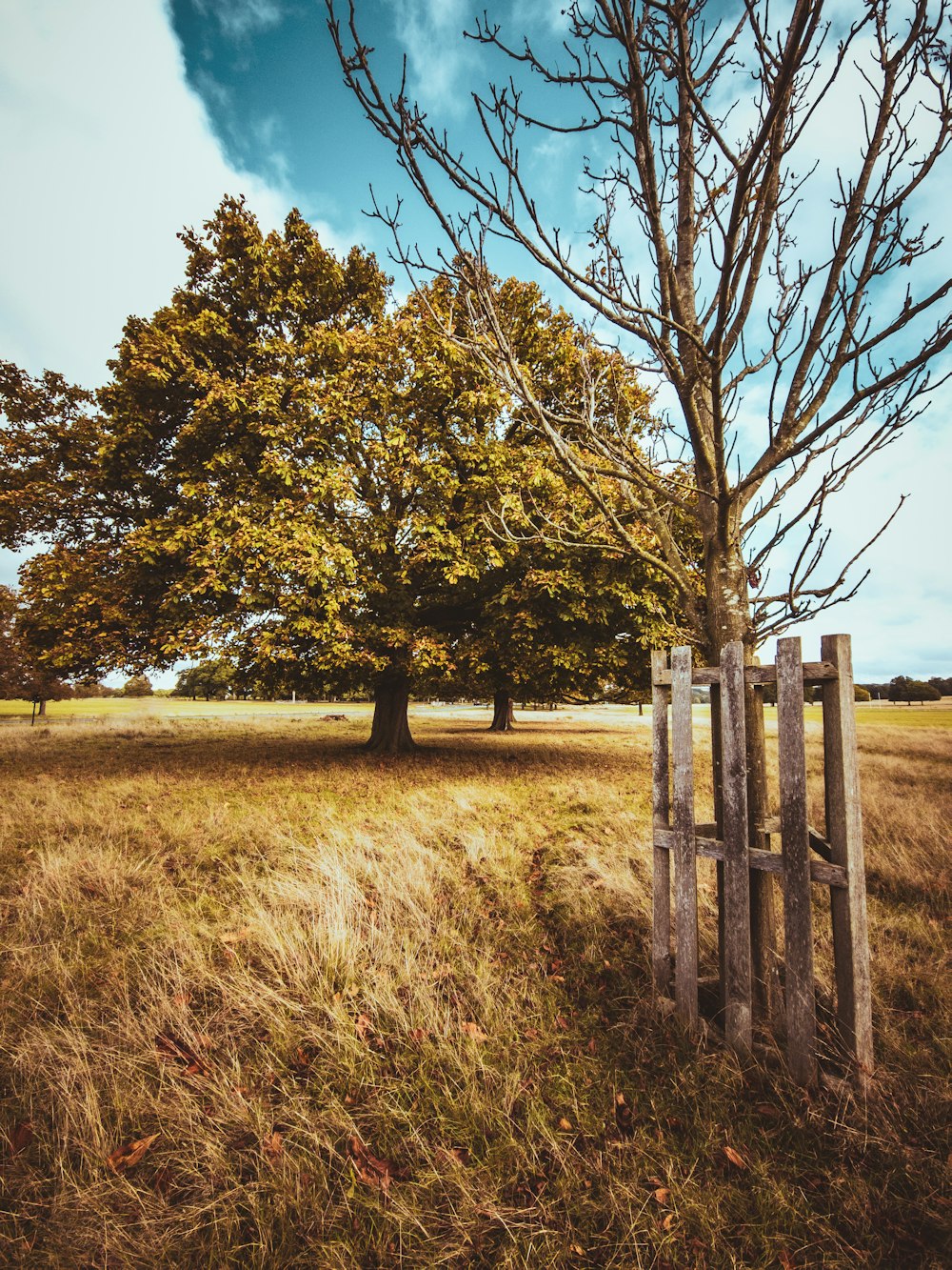 a tree in a field with a fence in the foreground