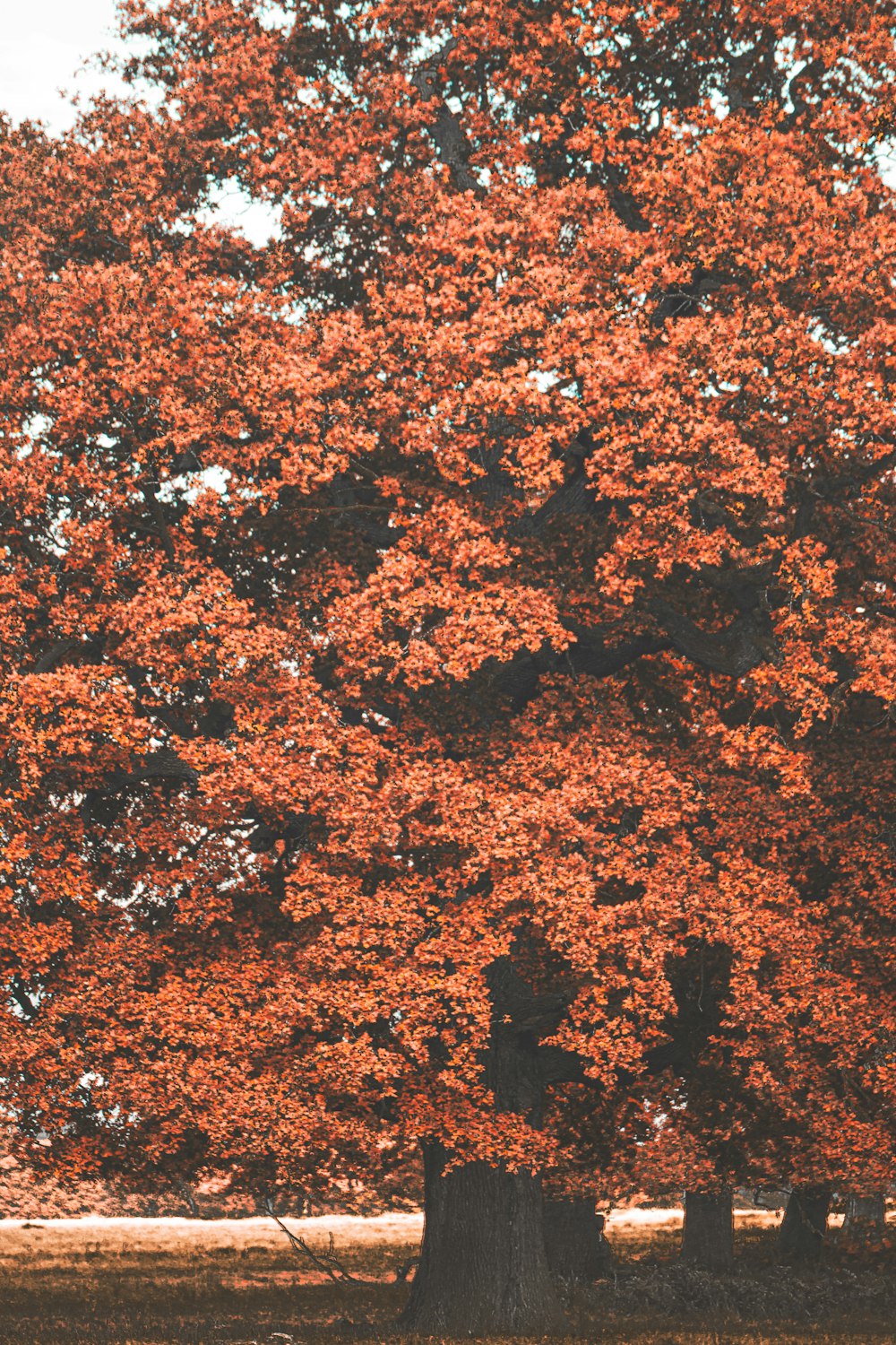 a large tree with red leaves in a park