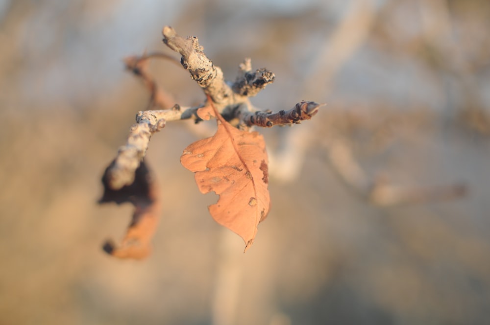 a tree branch with a leaf on it