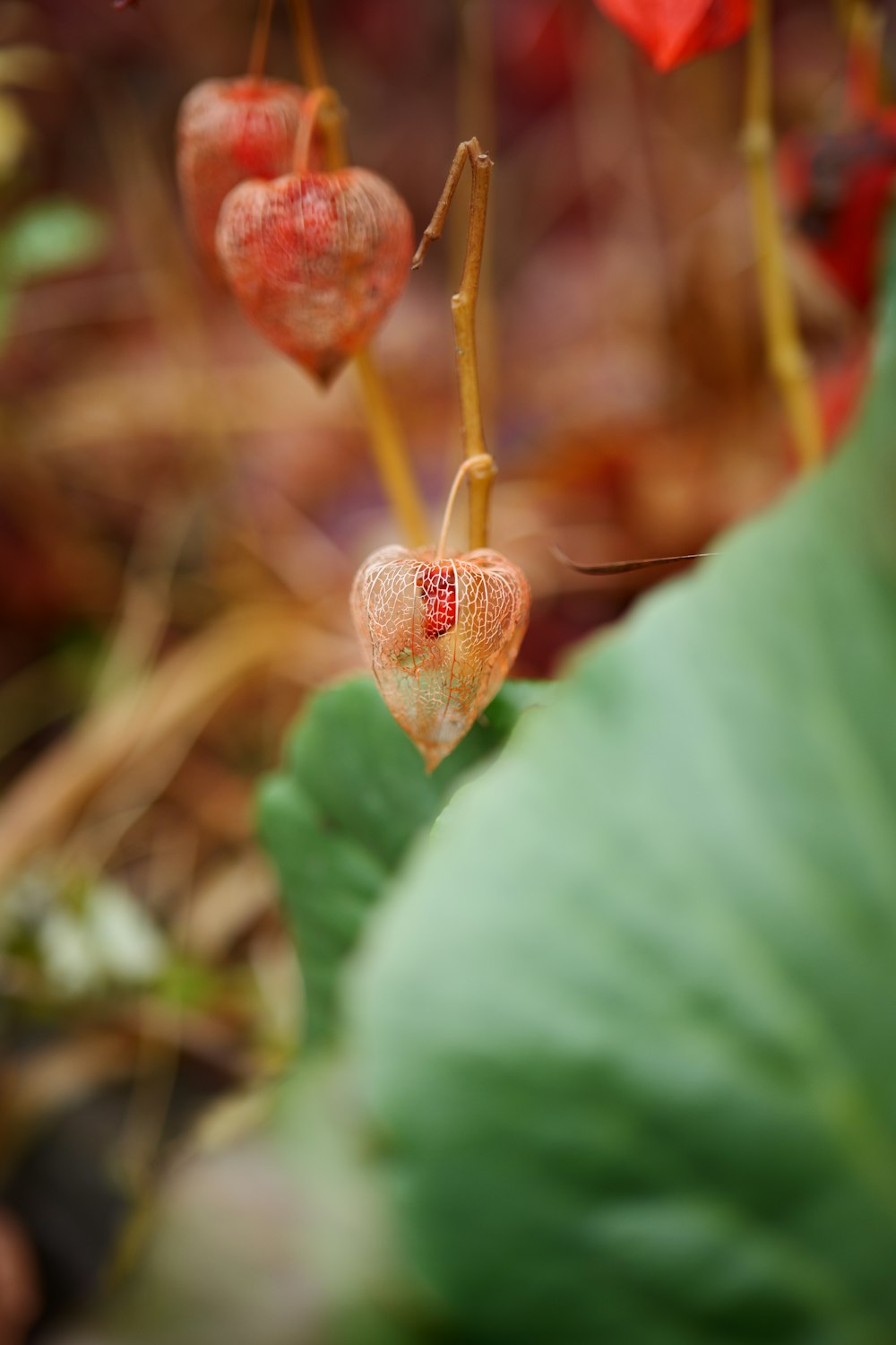 a close up of a heart shaped plant