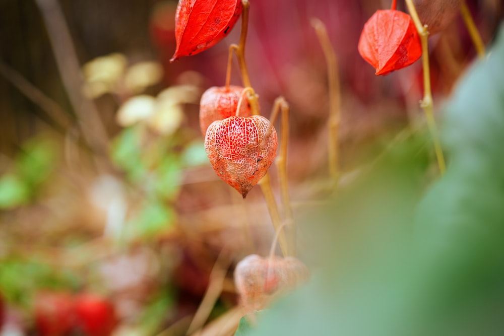 Nahaufnahme einer Pflanze mit roten Blüten