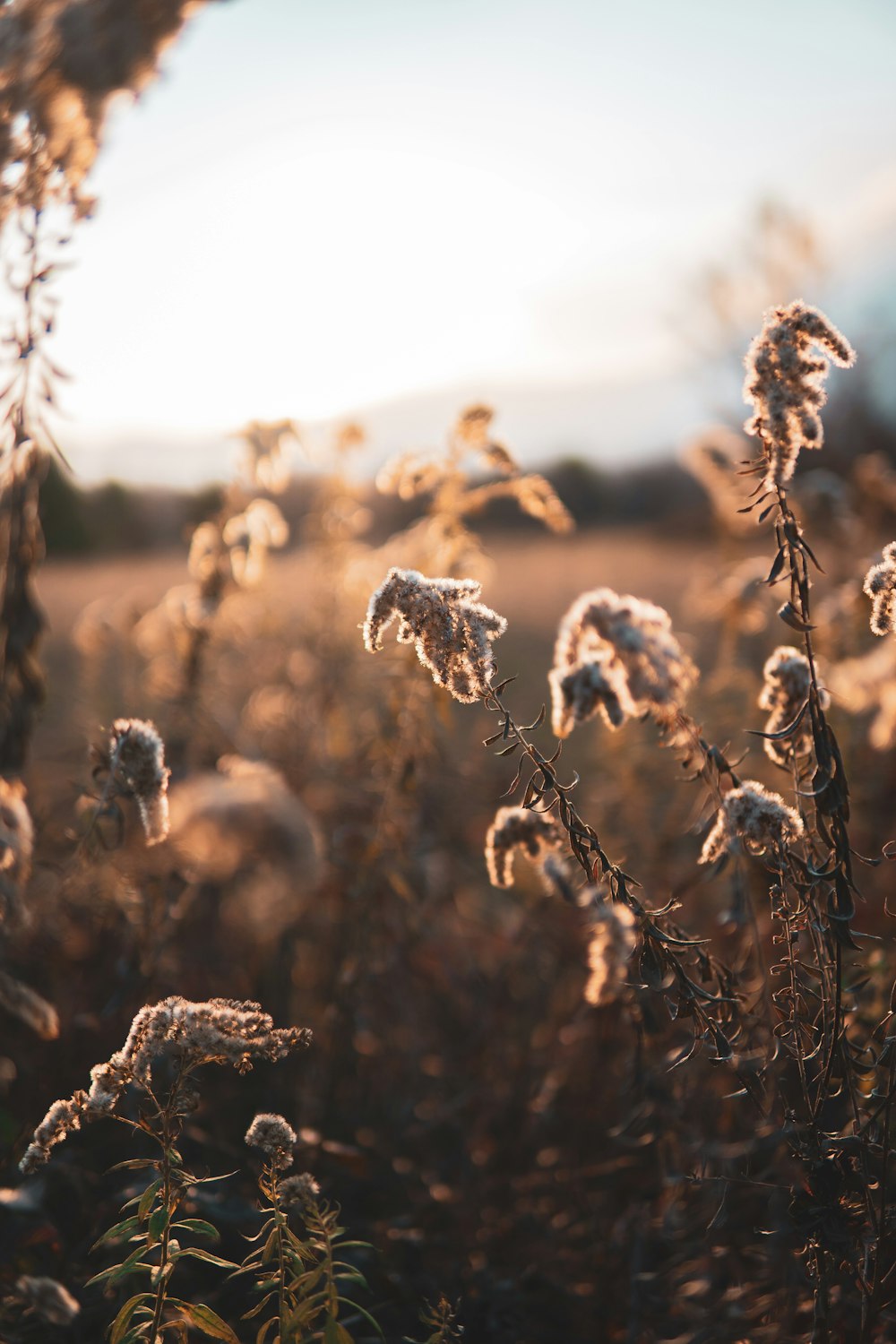 a field full of tall grass with a sky in the background