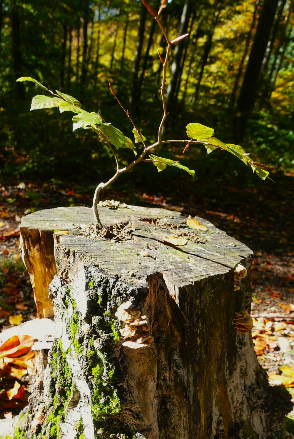 a tree stump with a plant growing out of it