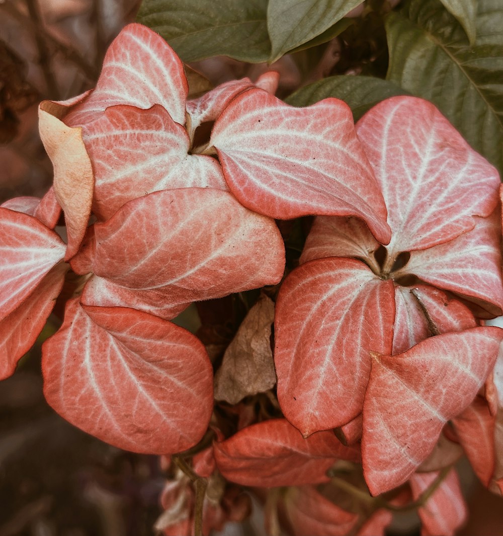 a bunch of pink flowers with green leaves