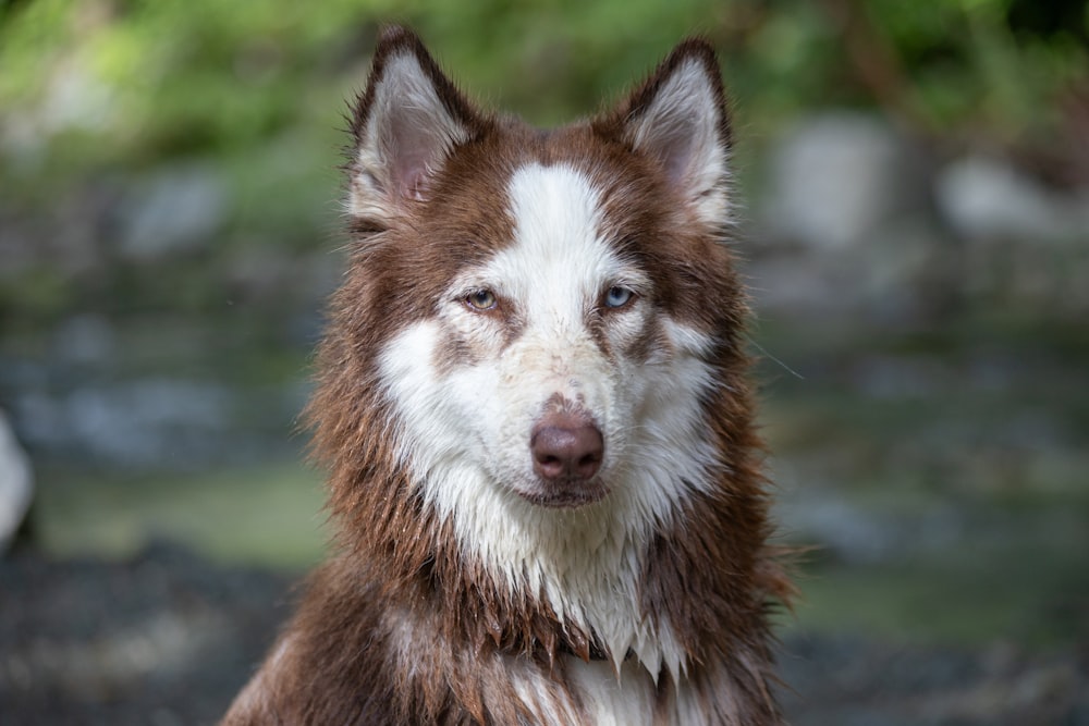 a close up of a dog with a blurry background