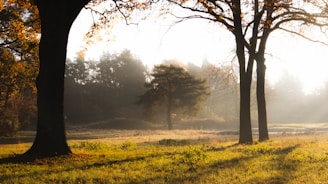A peaceful nature scene featuring tall trees and soft sunlight.