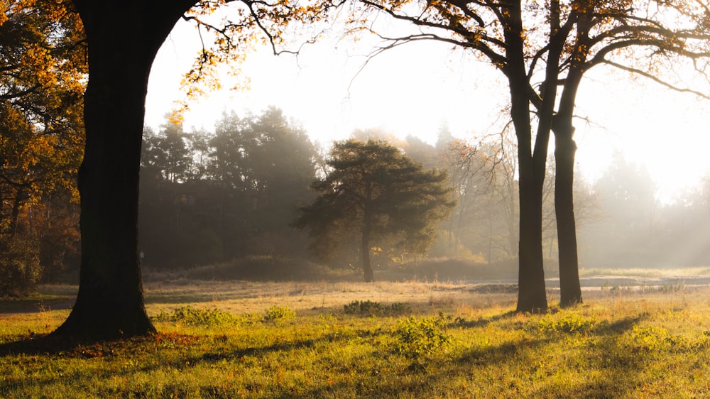 the sun shines through the trees in a field