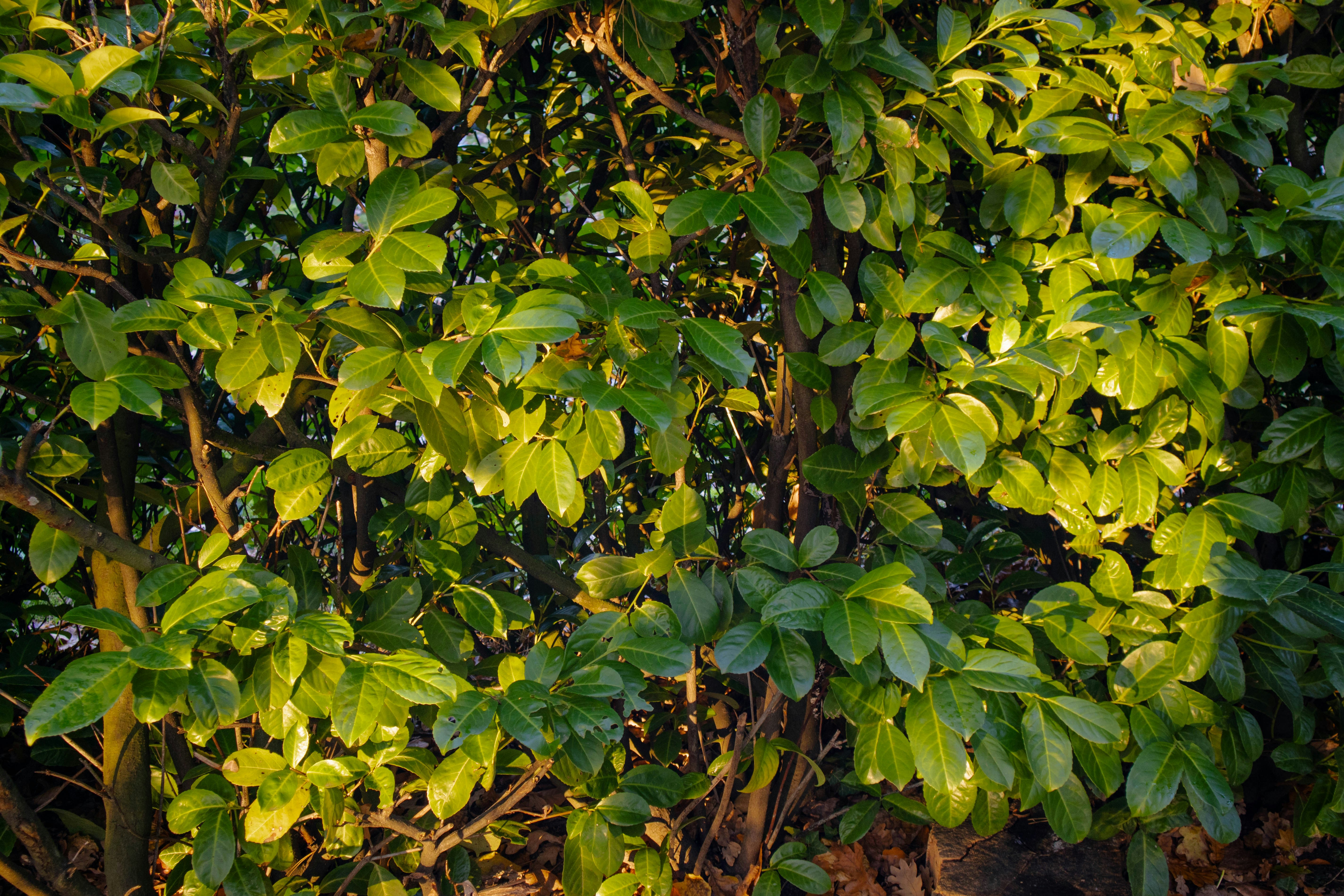 Photo by marko_lengyel