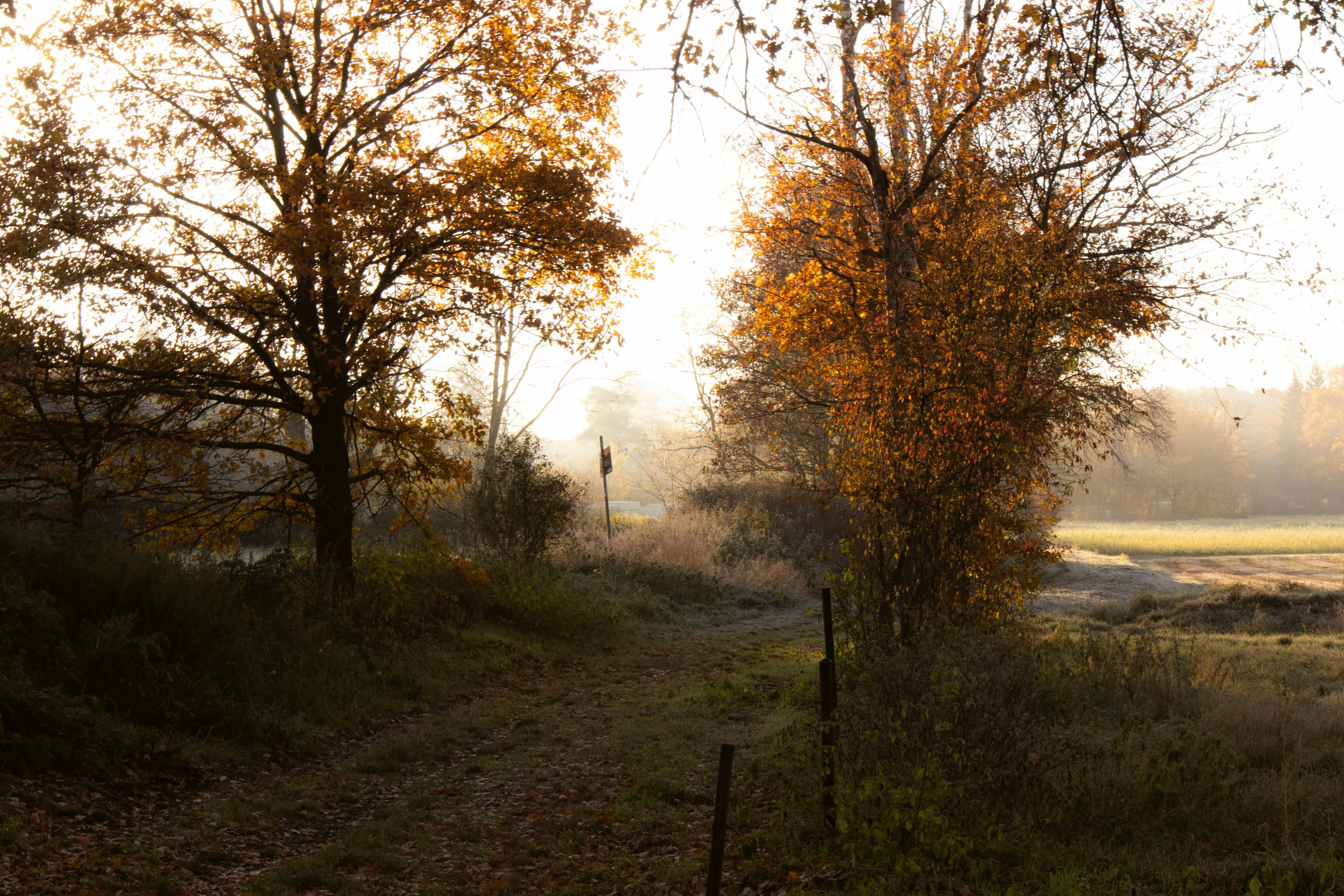 Photo by marko_lengyel