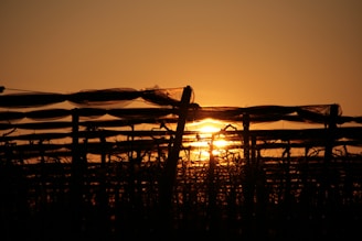 Sunset over lush vineyard rows with workers handpicking grapes in traditional attire
