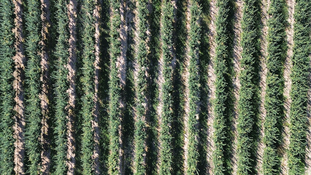 an aerial view of a row of trees in a field