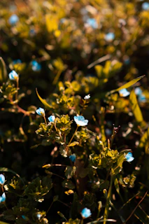 A serene herbal garden bathed in soft golden sunlight with delicate sky blue flowers.