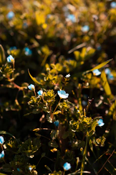 A serene herbal garden bathed in soft golden sunlight with delicate sky blue flowers.