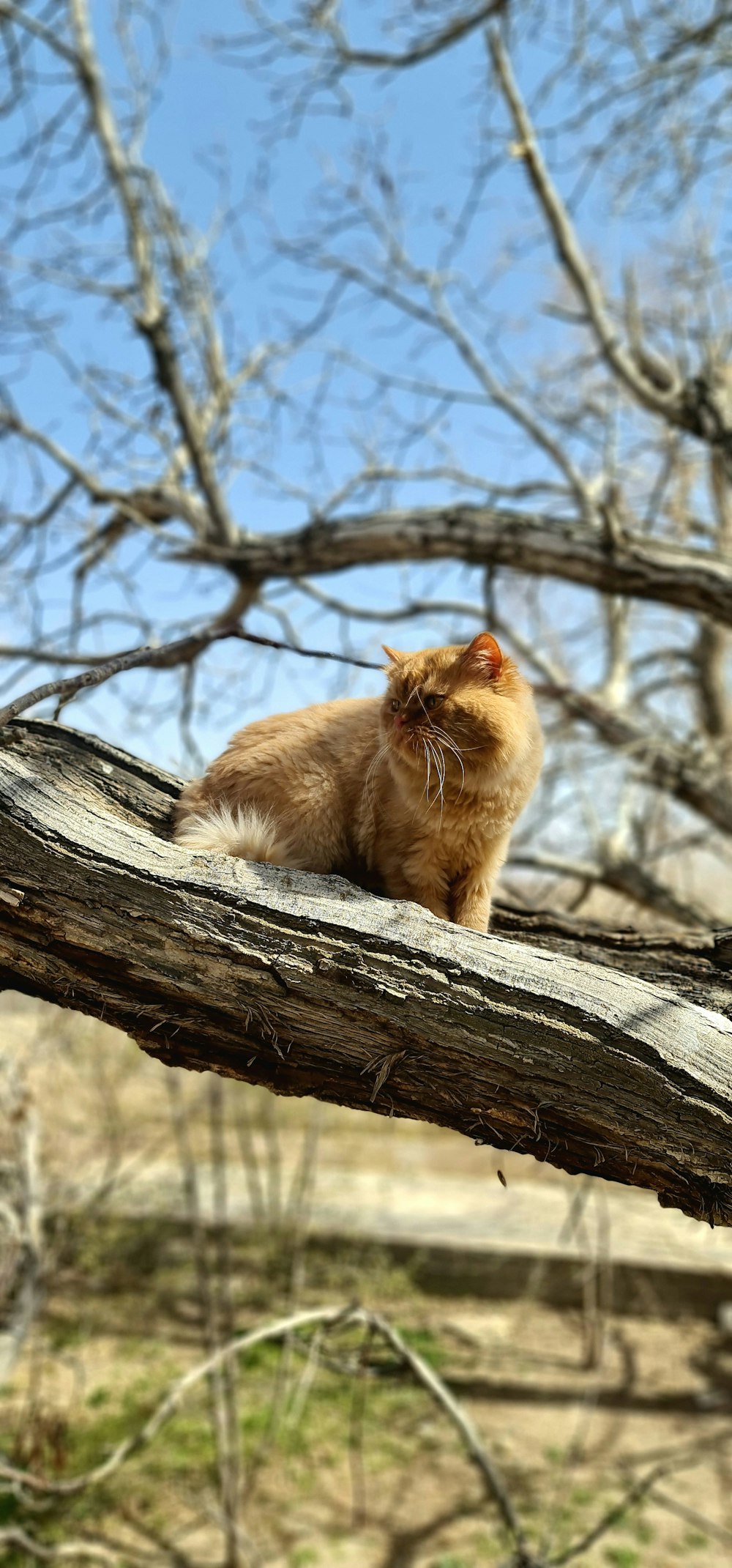 a cat is sitting on a tree branch