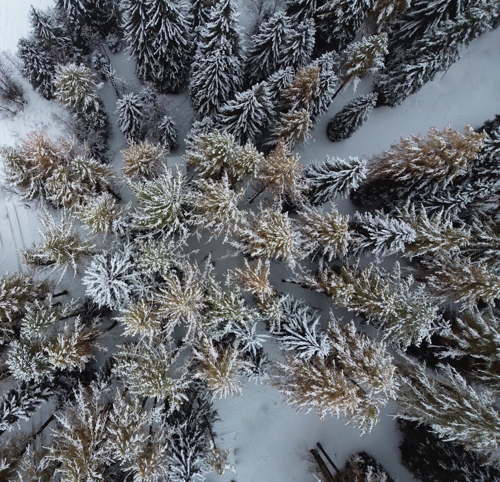 a group of pine trees covered in snow