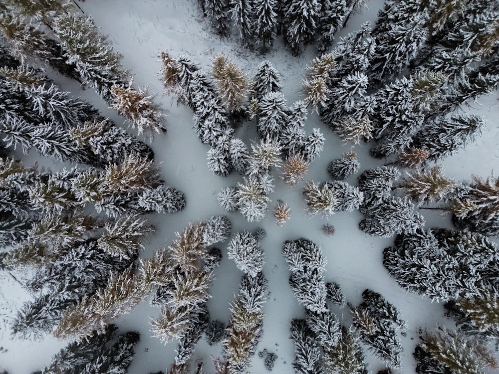 a group of pine trees covered in snow