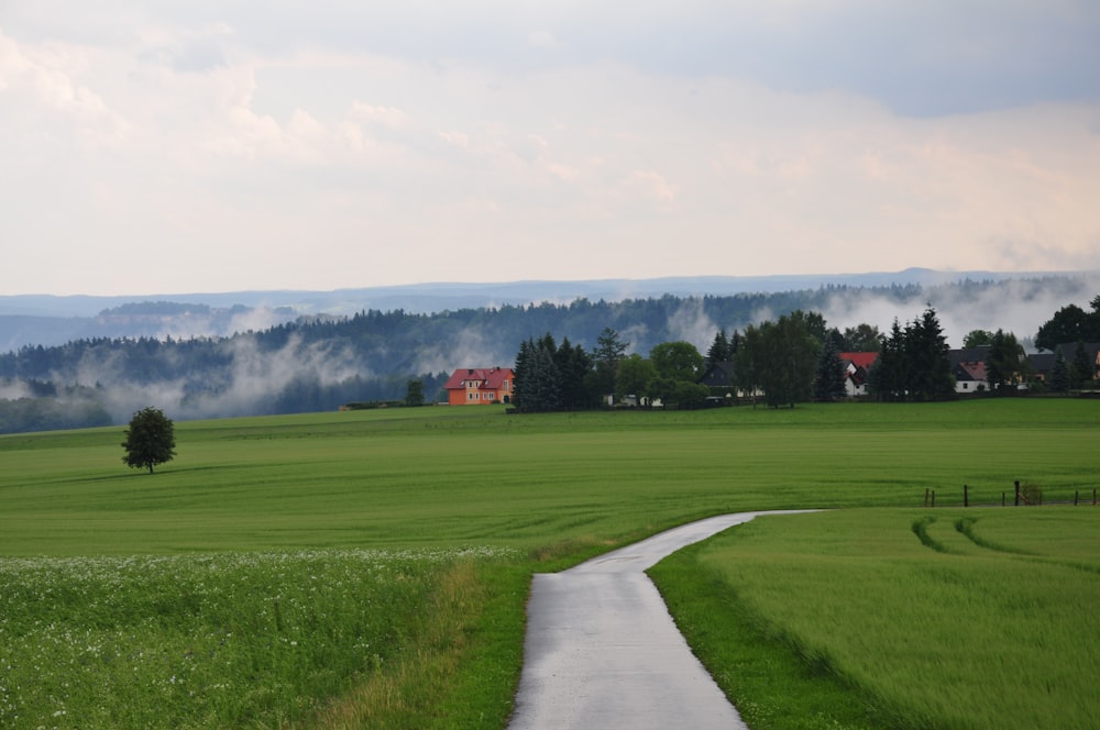 a road going through a lush green field