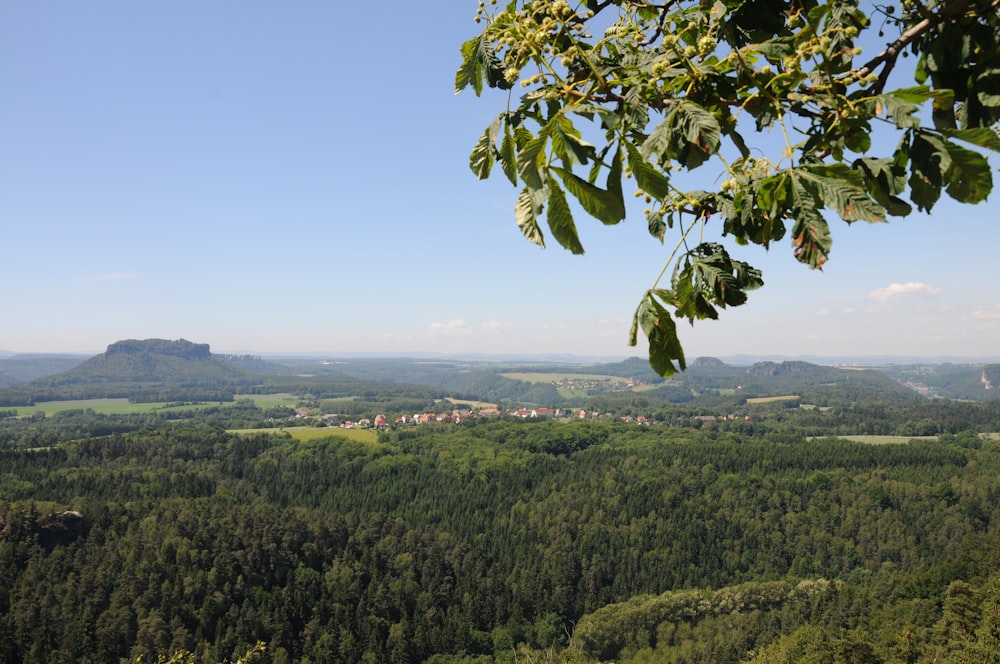 a scenic view of a valley with trees in the foreground