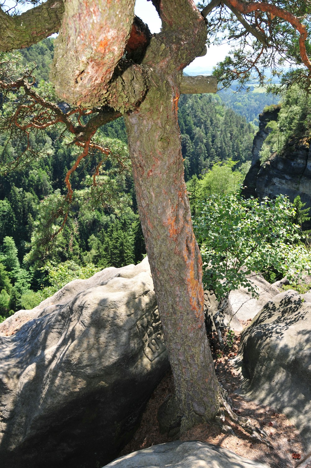 a tree that is growing out of the side of a rock