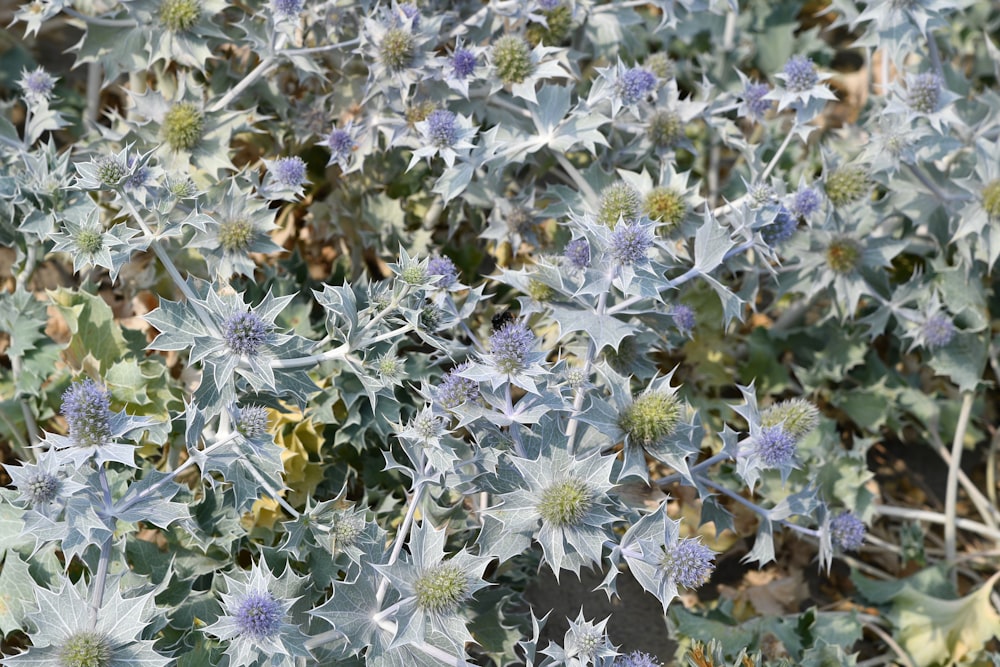 a close up of a bunch of blue flowers