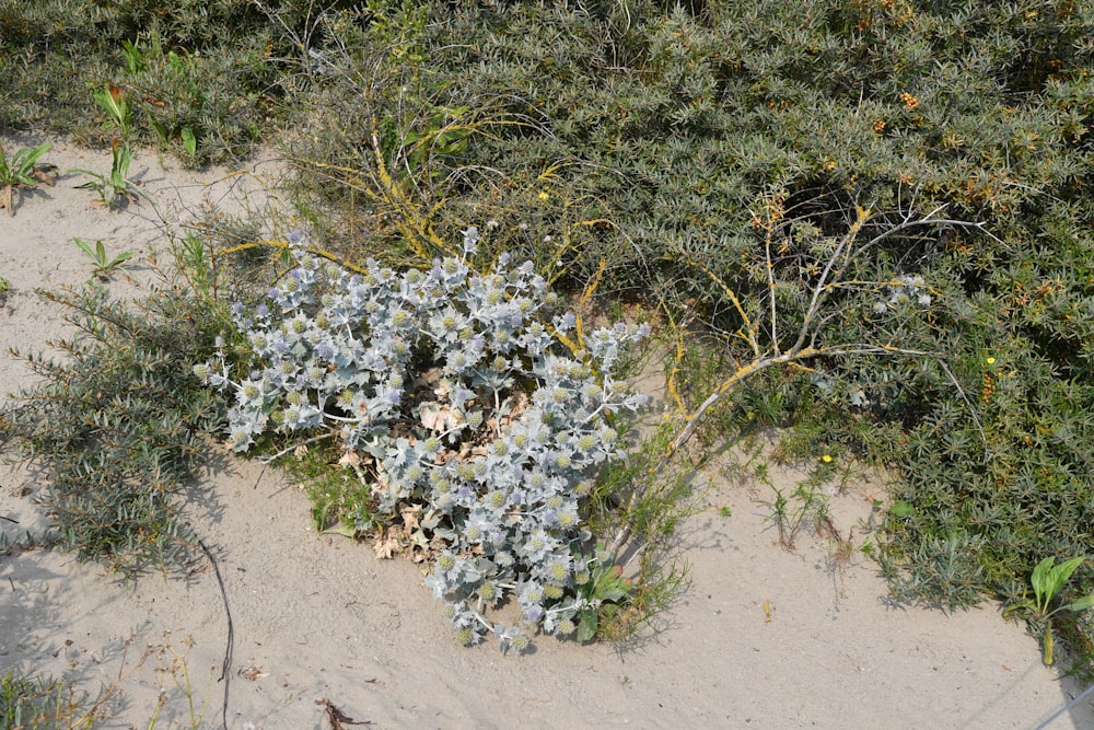 a small bush with blue flowers growing out of it