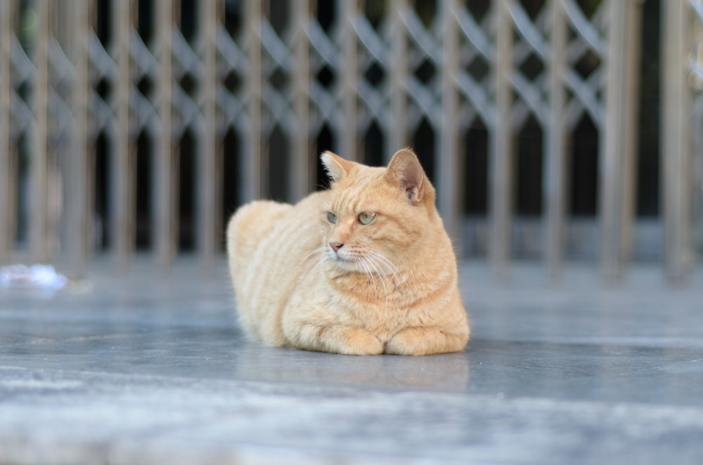an orange cat laying on the ground in front of a fence