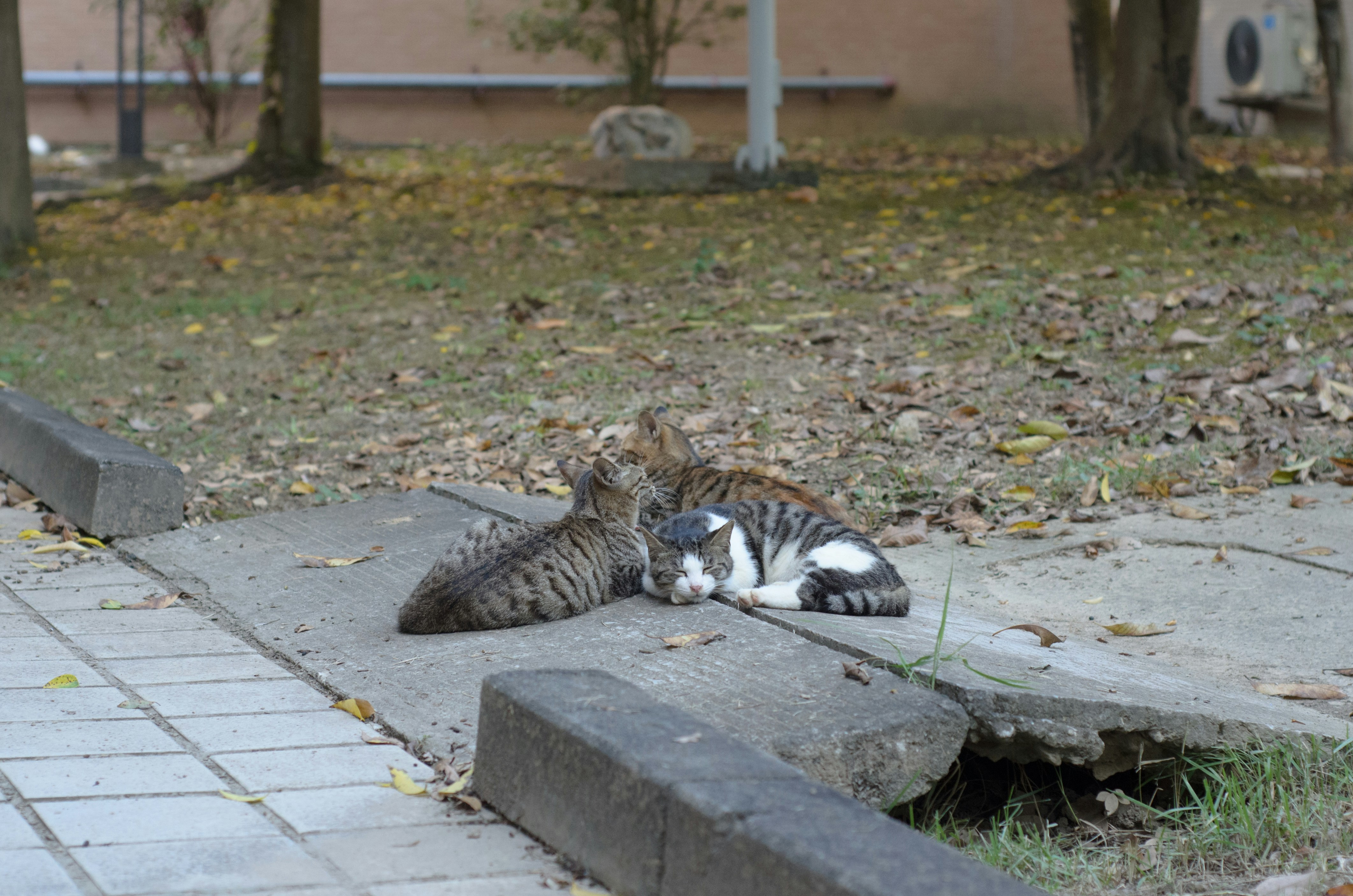 Winter Socializers (image credits: unsplash)
