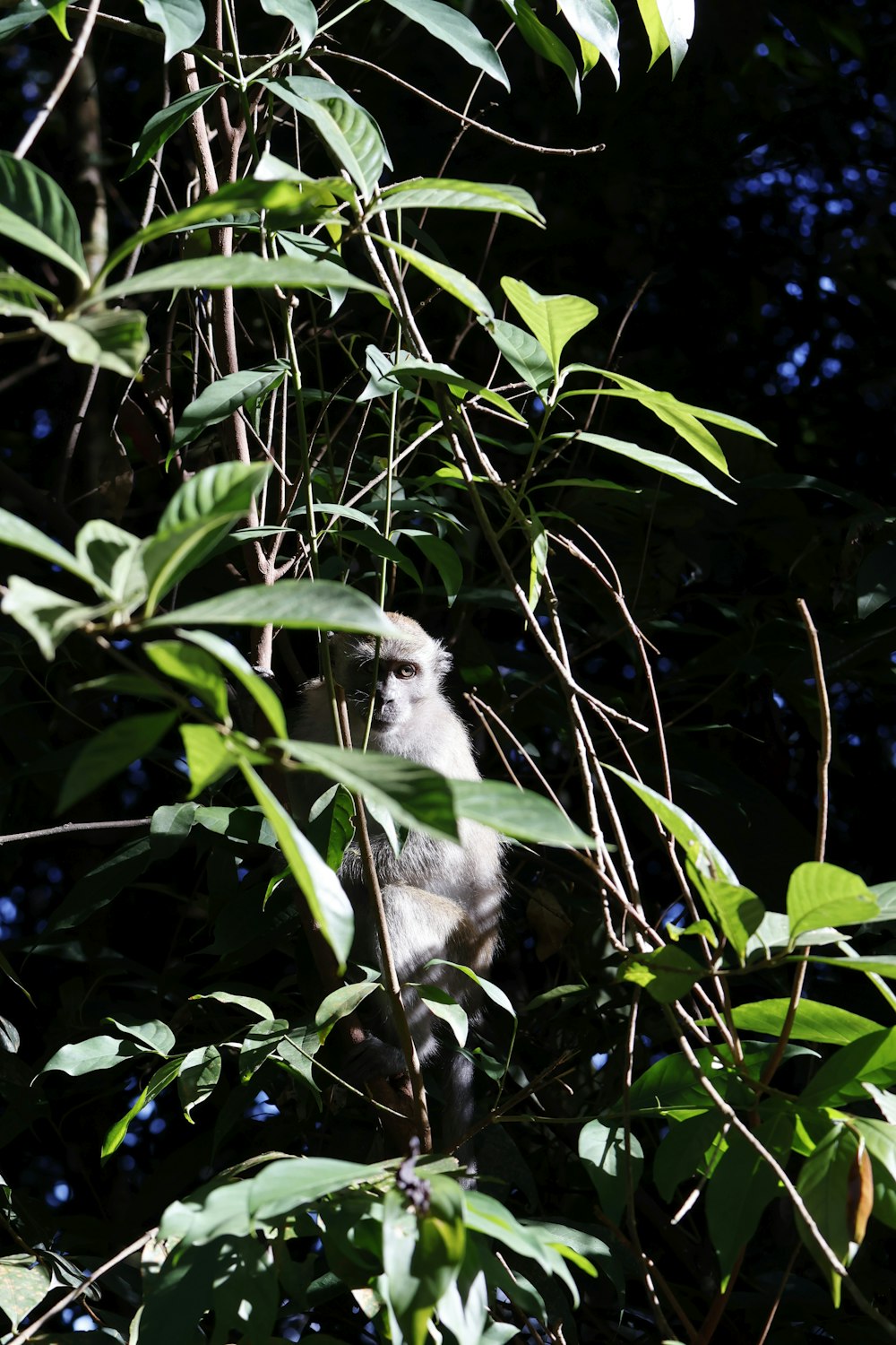 a monkey is sitting in a tree with leaves