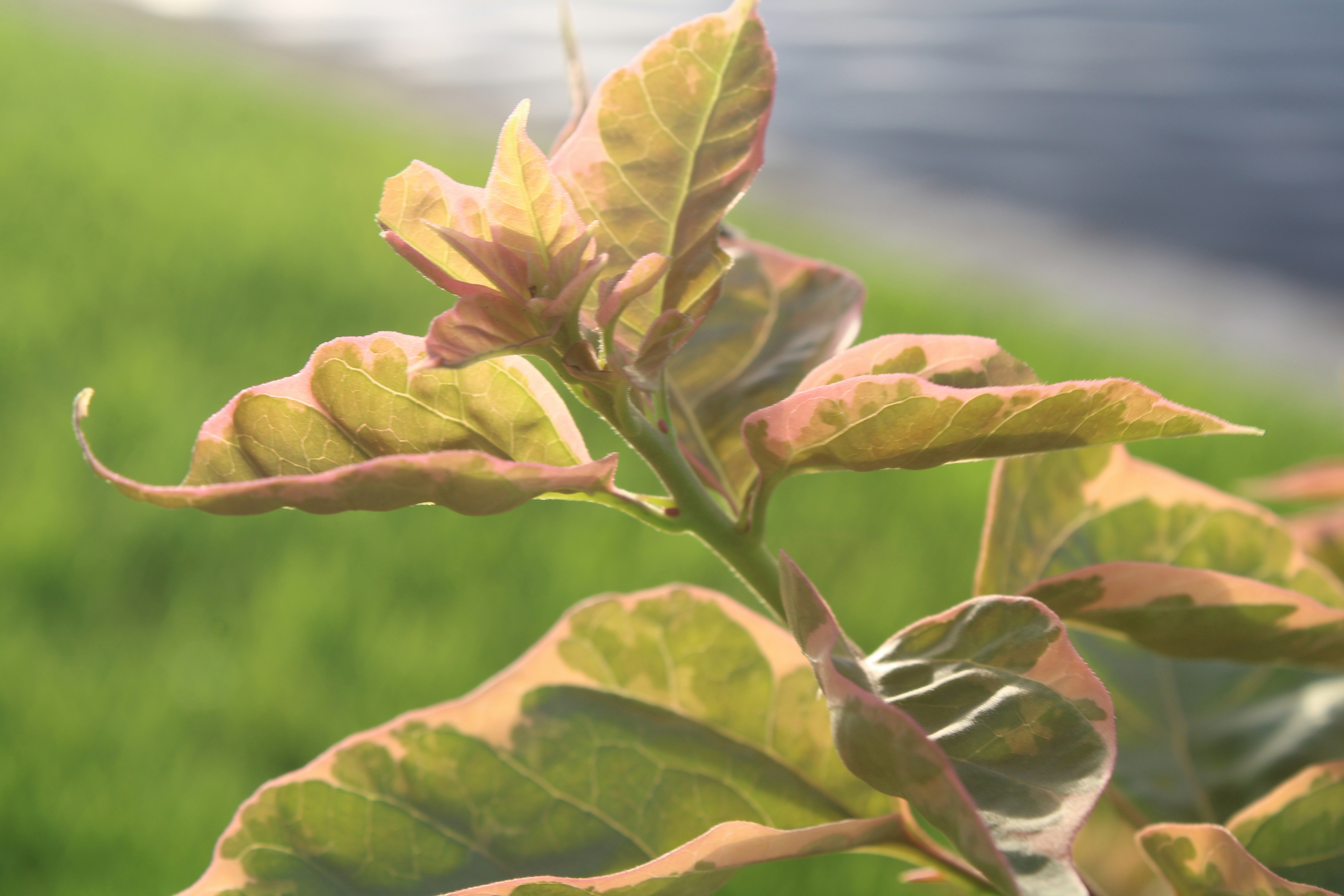 A close up of a leafy plant with a body of water in the background