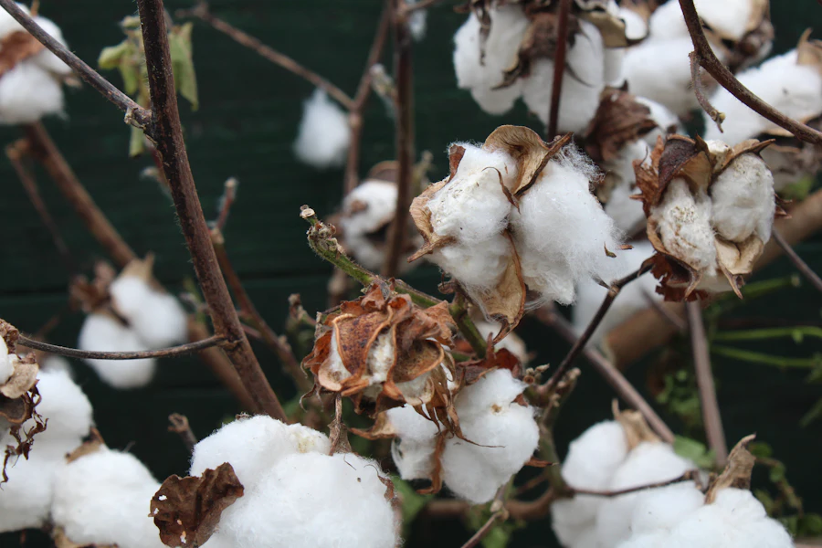 Cotton