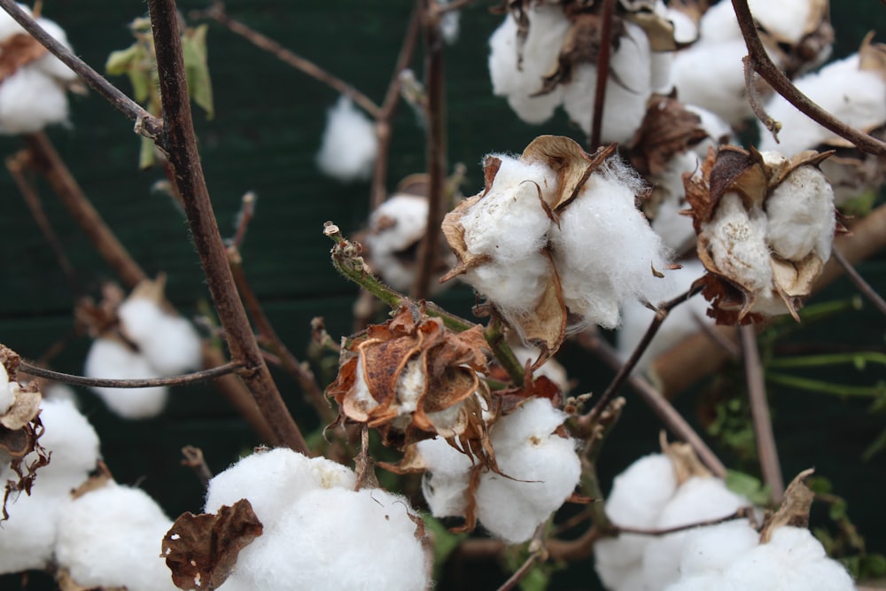a close up of a cotton plant with lots of cotton