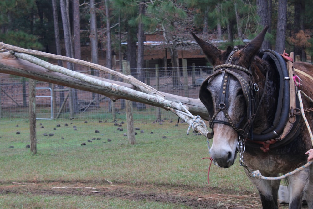 a man is leading a horse with a harness