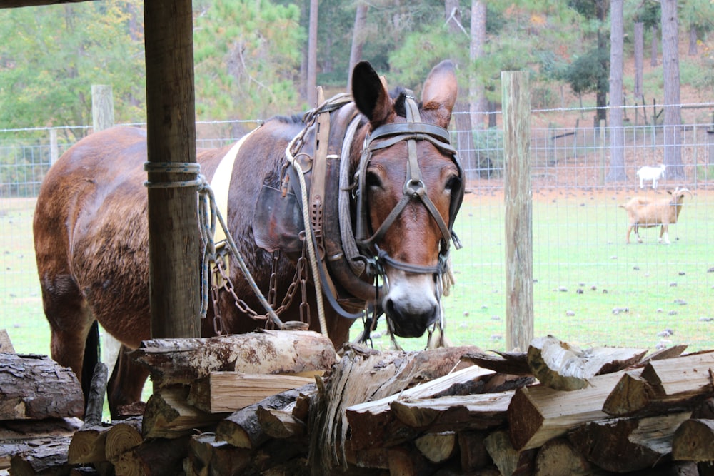 a brown horse standing next to a pile of wood