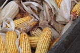 An assortment of corn cobs with husks partially peeled back. The corn kernels are bright yellow, some slightly damaged or dried, and they are surrounded by the pale, dry husks. The setting appears rustic, with a wooden container holding the cobs.
