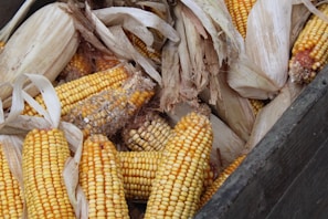 An assortment of corn cobs with husks partially peeled back. The corn kernels are bright yellow, some slightly damaged or dried, and they are surrounded by the pale, dry husks. The setting appears rustic, with a wooden container holding the cobs.