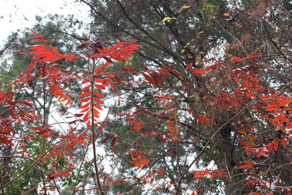 a red tree with lots of leaves on it