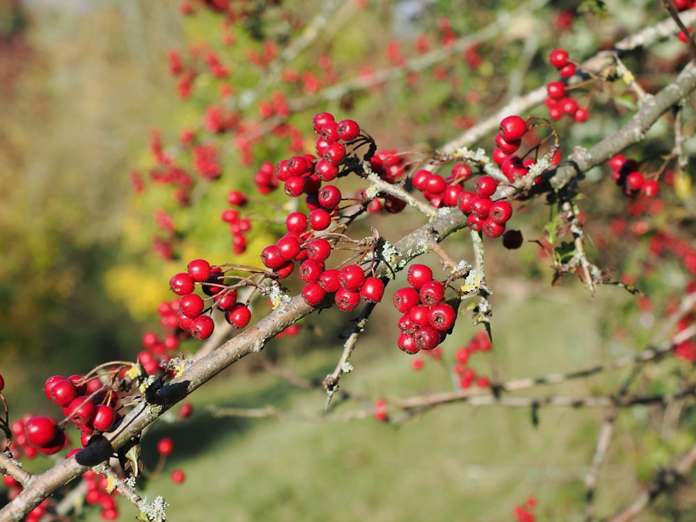 a tree with red berries on it in a field
