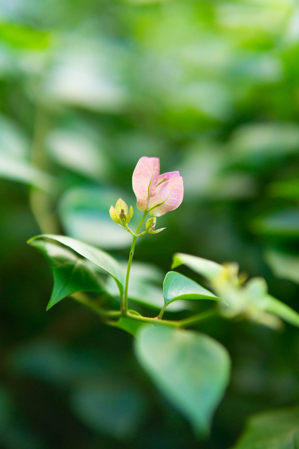 a small pink flower with green leaves in the background
