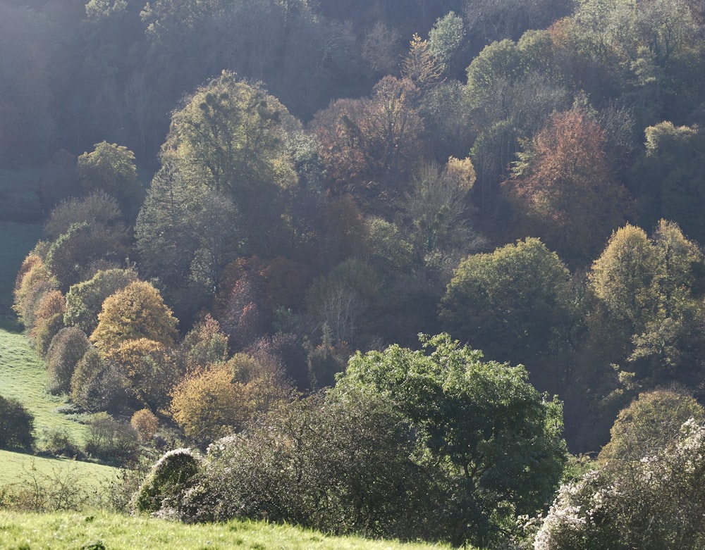 a herd of sheep grazing on a lush green hillside