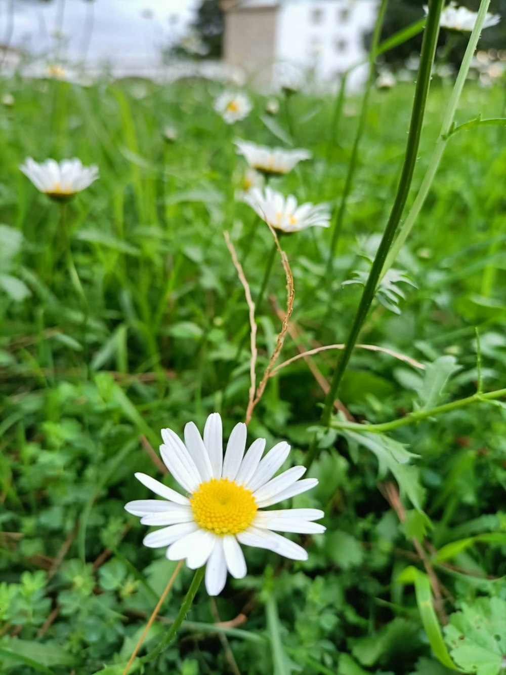 ein einzelnes weißes Gänseblümchen, das mitten auf einem Feld sitzt